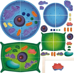 2 Set Magnetic Animal and Plant Cell Anatomy Model Clearly Labeled Animal Cell Model Educational Science Kits for Biology Anatomy and Science Projects Classroom Learning Teaching Aid