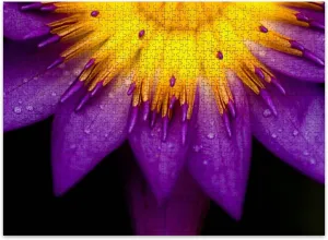 Jigsaw Puzzles 500 Pieces for Adult Lotus for Conceptual Purpose Puzzle Game for Family Wooden Puzzle Toy Educational Games Puzzles for Home Decor