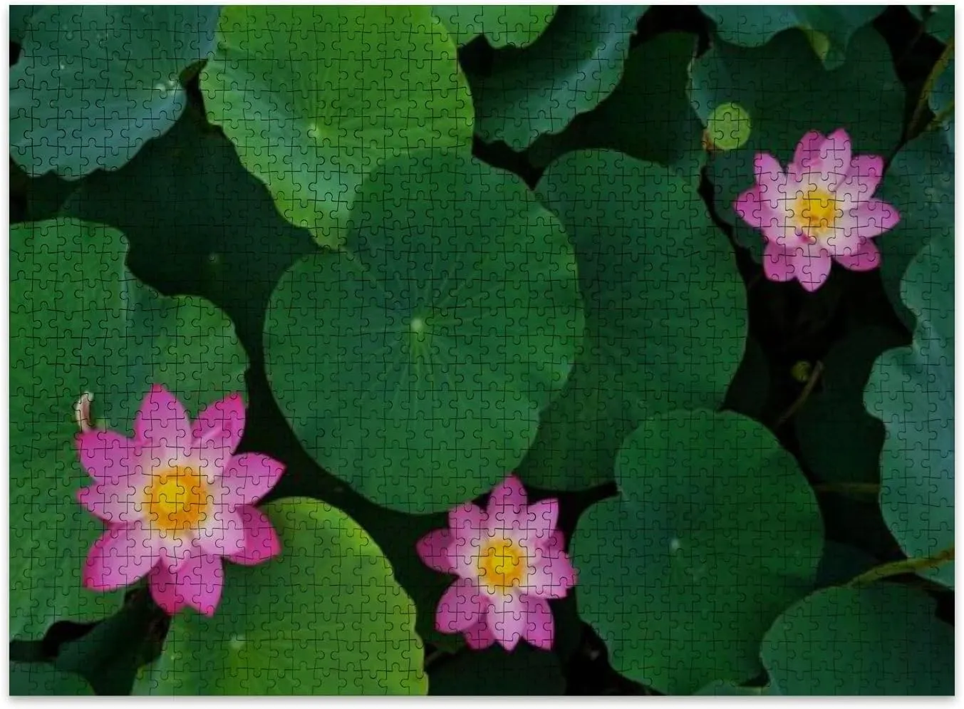 Jigsaw Puzzles 500 Pieces for Adult Top View Blossom Beautiful Pink Lotus Flowers Leaves Pond Puzzle Game for Family Wooden Puzzle Toy Educational Games Puzzles for Home Decor