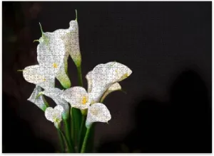 Jigsaw Puzzles 500 Pieces for Adult White Cala Lily Dark Puzzle Game for Family Wooden Puzzle Toy Educational Games Puzzles for Home Decor