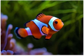 Jigsaw Puzzles 500 Pieces for Adult Fish Nature Sea Underwater Puzzle Game for Family Wooden Puzzle Toy Educational Games Puzzles for Home Decor