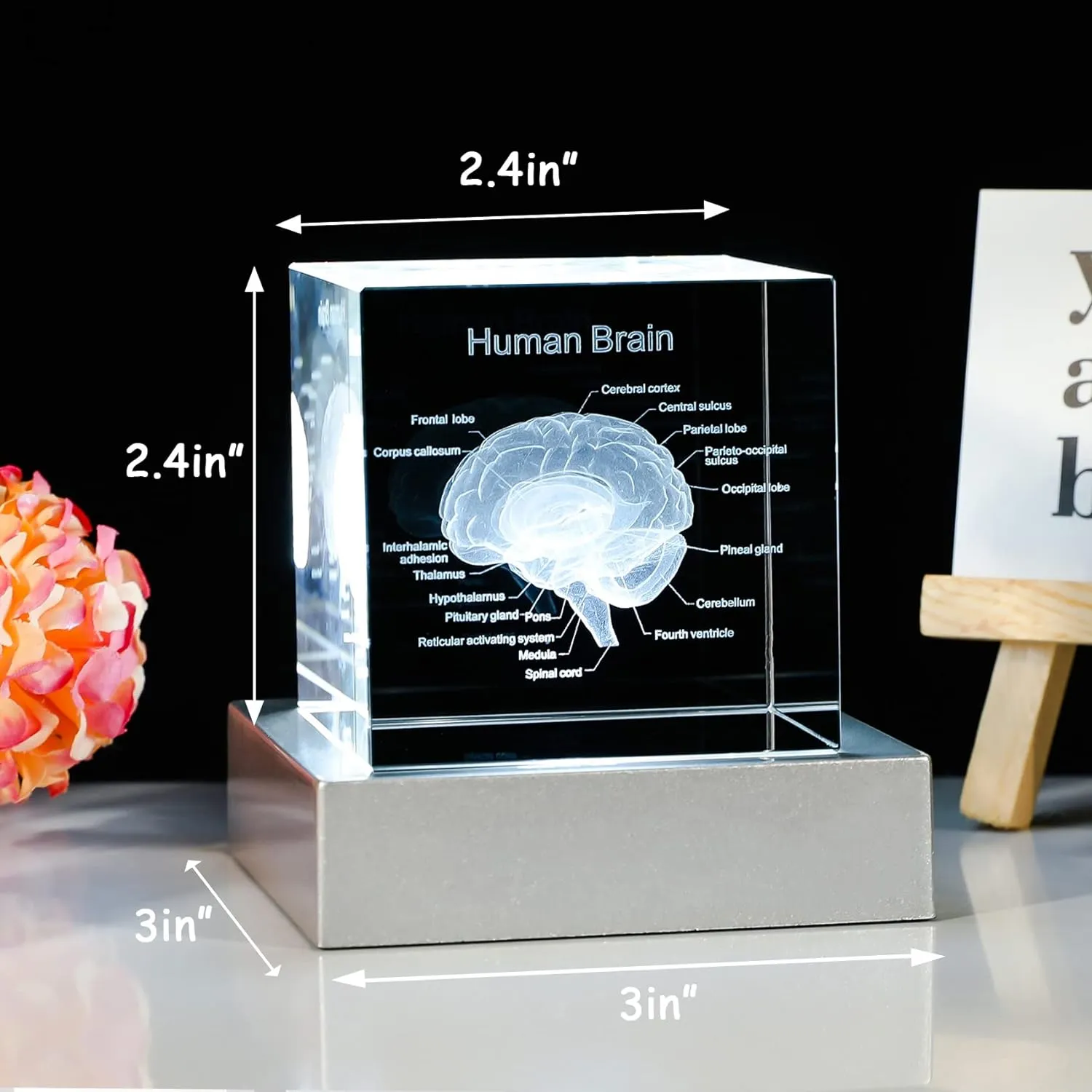 Movdyka 3D Human Brain Anatomy Model Doctor Psychology Graduation Gifts for Him Her, 3D Laser Etched Crystal Cube Brain Figure Paperweight Science Biology Gift with Colorful LED Base