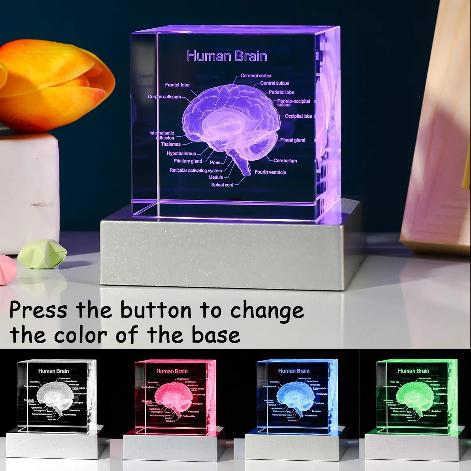 Movdyka 3D Human Brain Anatomy Model Doctor Psychology Graduation Gifts for Him Her, 3D Laser Etched Crystal Cube Brain Figure Paperweight Science Biology Gift with Colorful LED Base