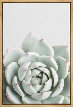 Zenobia Framed Canvas Print Wall Art Green Desert Rose Succulent with Red Tips Nature Plants Photography Realism Southwest Closeup Colorful Cool for Living Room, Bedroom, Office - 16"x24" Natural